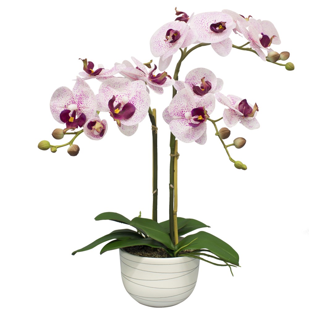 Где Купить Орхидеи Недорого В Туле