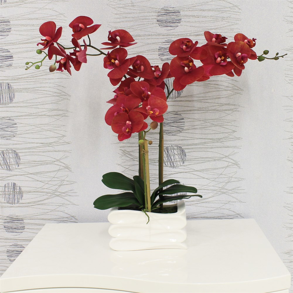 Купить орхидею в чебоксарах. Фаленопсис Tunis. Фаленопсис икеа. Орхидея BNL 734483275. Ikea Орхидея.
