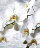 1667 Р8 фотообои на бумаге 3,68*2,54 (4части) SOLO