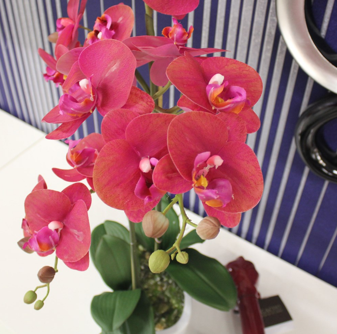 Орхидей купить интернет магазин почтой. Орхидея Phalaenopsis Narbonne. Фаленопсис терракотовый. Фаленопсис компилатион. Терракотовая Орхидея фаленопсис.
