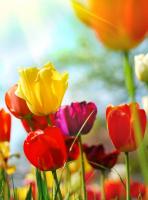Разноцветные тюльпаны Flizetto 200*270