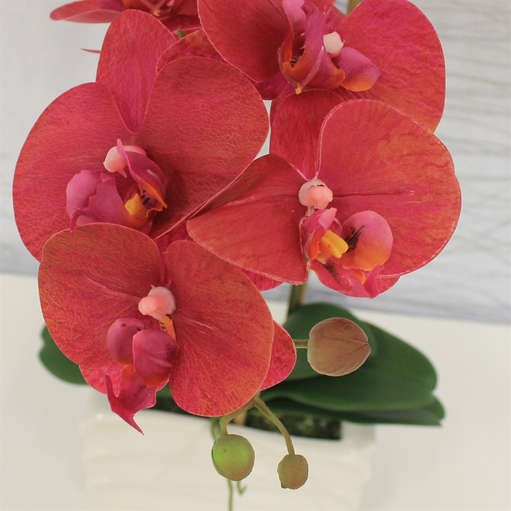 Орхидей купить интернет магазин почтой. Саншайн Орхидея фаленопсис. Фаленопсис Стравберри. Фаленопсис азиан коралл. Орхидея фаленопсис красная.